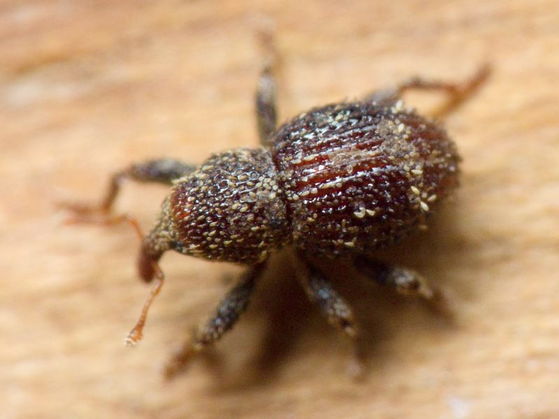 Acalles (Acalles) echinatus (Germar, 1824)